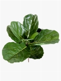 Ficus lyrata fiddle Tak (7 Lvs.)