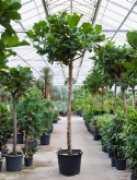 Ficus lyrata Stam 400 cm
