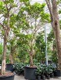 Ficus lyrata Stam (600-650) 625 cm