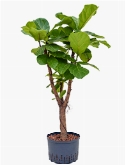 Ficus lyrata Stam vertakt 140 cm