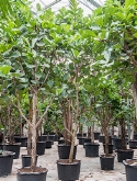 Ficus lyrata Stam vertakt 450 cm