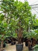 Ficus lyrata Vertakt 400 cm