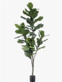 Ficus lyrata Vertakt (50 lvs.)