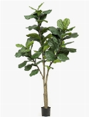 Ficus lyrata Vertakt (65 lvs.)
