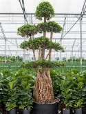 Ficus microcarpa compacta Bonsai 320 cm