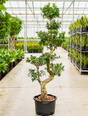 Ficus microcarpa compacta S-stam bonsai 220 cm