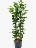 Ficus moclame 2pp 110 cm