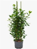 Ficus moclame 3pp 110 cm