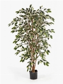 Ficus nitida Var. Vertakt