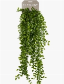 Ficus pumila Hanging Bush