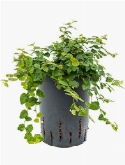 Ficus repens green sunny Hanger 25 cm
