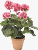 Geranium Bush Pink
