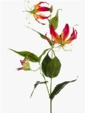 Gloriosa Tak Fuchsia| Yellow