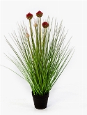 Grass Allium Toef W|red Fl.