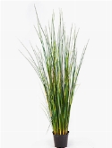 Grass Bamboo Bush