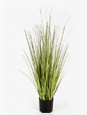 Grass Carex Bush
