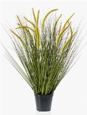 Grass Cattail Bush (15 fl.)