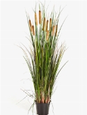 Grass Cattail Bush