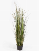 Grass Coral Bush Cream