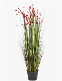 Grass Coral Bush Red