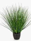 Grass fountain Bush