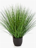 Grass fountain Bush