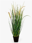 Grass Foxtail Bush