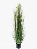 Grass Grain Bush 16