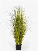 Grass Miscanthus Bush