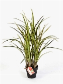 Grass Natural Bush