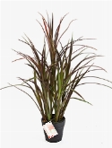 Grass Natural Bush Rood