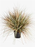 Grass Onion autumn Toef