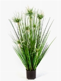 Grass Onion star Bush