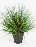 Grass Onion Toef