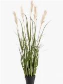 Grass Pampas Bush (5 fl.) 17
