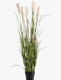 Grass Pampas Bush (7 fl.)