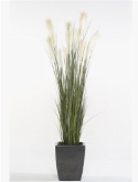 Grass Pampas Bush