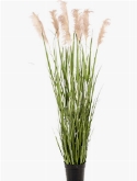 Grass Pampas Bush (9 fl.)