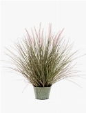 Grass Pennisetum In zinc pot 14