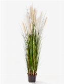 Grass Reed Bush Cream | Brown
