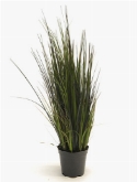 Grass River Bush 12