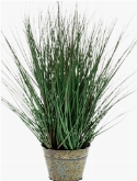 Grass Wild Bush