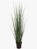 Grass Zebra gracilis Bush