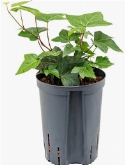 Hedera Montgomery Hanger 45 cm