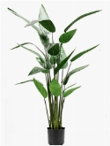 Heliconia Toef (22 lvs.)
