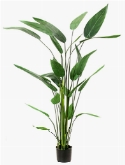 Heliconia Toef (26 lvs.)