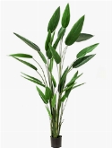 Heliconia Toef (32 lvs.)