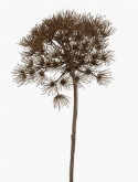 Heracleum Tak Grey