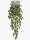 Hop Hanging Bush 0