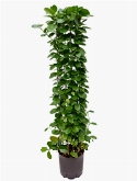 Hoya australis Draadzuil 120 120 cm